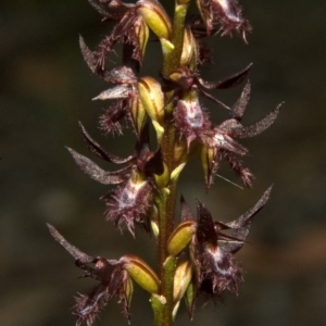 Corunastylis simulans at Browns Mountain, NSW - suppressed