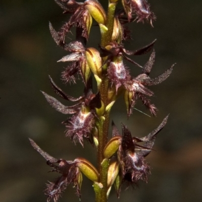 Corunastylis simulans (Blue Mountains Midge Orchid) at Browns Mountain, NSW - 6 Mar 2011 by AlanS