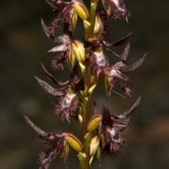 Corunastylis simulans (Blue Mountains Midge orchid) at Browns Mountain, NSW - 5 Mar 2011 by AlanS