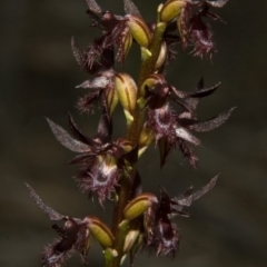 Corunastylis simulans at Browns Mountain, NSW - suppressed