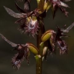 Corunastylis simulans at Browns Mountain, NSW - suppressed