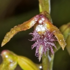 Corunastylis simulans (Blue Mountains Midge Orchid) at Browns Mountain, NSW - 1 Mar 2006 by AlanS