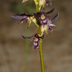 Corunastylis simulans (Blue Mountains Midge Orchid) at Red Rocks, NSW - 18 Feb 2014 by AlanS