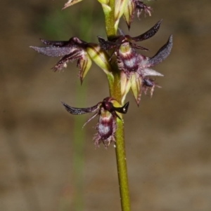 Corunastylis simulans at Red Rocks, NSW - suppressed