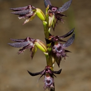 Corunastylis simulans at Red Rocks, NSW - suppressed