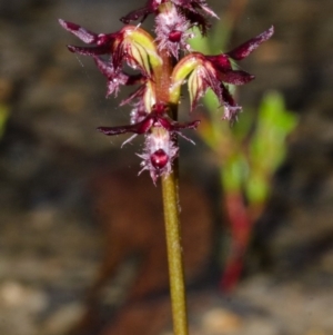 Corunastylis simulans at Red Rocks, NSW - suppressed