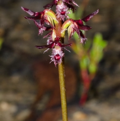 Corunastylis simulans (Blue Mountains Midge Orchid) at Red Rocks, NSW - 1 Mar 2013 by AlanS