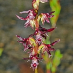 Corunastylis simulans at Red Rocks, NSW - suppressed