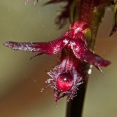 Corunastylis simulans at Red Rocks, NSW - suppressed