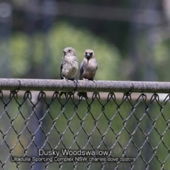 Artamus cyanopterus (Dusky Woodswallow) at Ulladulla, NSW - 12 Feb 2019 by CharlesDove