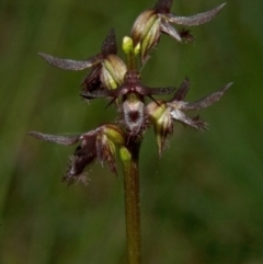 Corunastylis simulans (Blue Mountains Midge Orchid) at Beaumont, NSW - 19 Feb 2011 by AlanS
