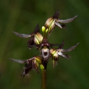 Corunastylis simulans at Beaumont, NSW - suppressed