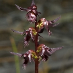 Corunastylis simulans (Blue Mountains Midge Orchid) at Red Rocks, NSW - 26 Jan 2012 by AlanS