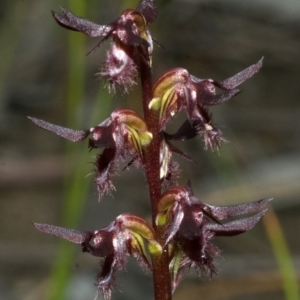 Corunastylis simulans at Red Rocks, NSW - 27 Jan 2012