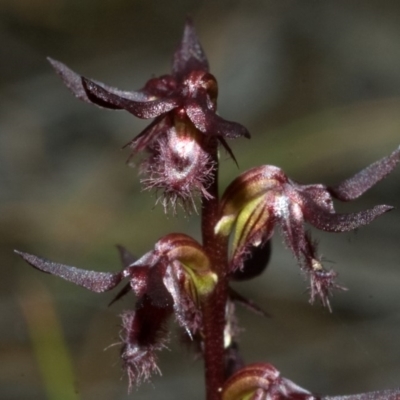 Corunastylis simulans (Blue Mountains Midge Orchid) at Red Rocks, NSW - 27 Jan 2012 by AlanS