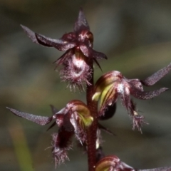 Corunastylis simulans (Blue Mountains Midge orchid) at Red Rocks, NSW - 27 Jan 2012 by AlanS