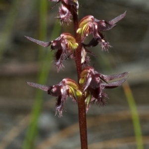 Corunastylis simulans at Red Rocks, NSW - suppressed