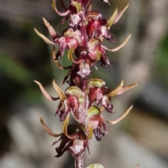 Corunastylis stephensonii (Stephenson's Midge Orchid) at Yerriyong, NSW - 3 Apr 2013 by AlanS