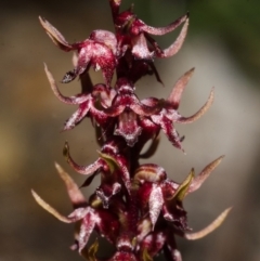 Corunastylis stephensonii at Yerriyong, NSW - suppressed