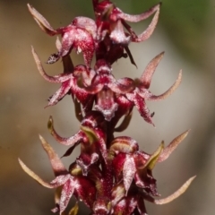 Corunastylis stephensonii at Yerriyong, NSW - suppressed