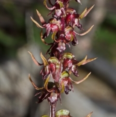 Corunastylis stephensonii at Yerriyong, NSW - suppressed