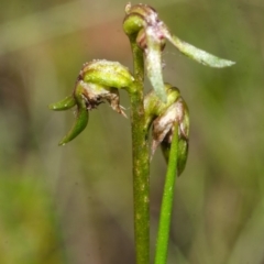 Corunastylis stephensonii (Stephenson's Midge Orchid) at West Nowra, NSW - 5 Mar 2015 by AlanS