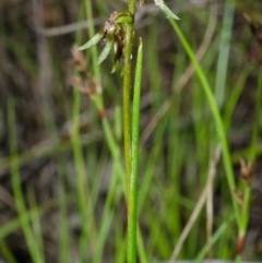 Corunastylis stephensonii at West Nowra, NSW - suppressed