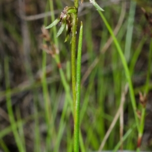 Corunastylis stephensonii at West Nowra, NSW - suppressed