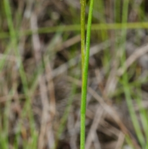 Corunastylis stephensonii at West Nowra, NSW - suppressed