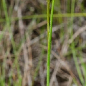 Corunastylis stephensonii at West Nowra, NSW - 6 Mar 2015