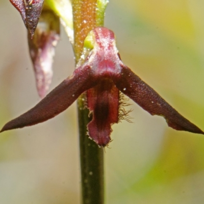 Corunastylis stephensonii (Stephenson's Midge Orchid) at Yerriyong, NSW - 14 Mar 2013 by AlanS