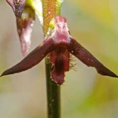 Corunastylis stephensonii (Stephenson's Midge Orchid) at Jerrawangala National Park - 14 Mar 2013 by AlanS