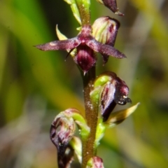 Corunastylis stephensonii at Yerriyong, NSW - 15 Mar 2013