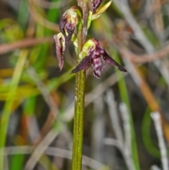 Corunastylis stephensonii at Yerriyong, NSW - 15 Mar 2013