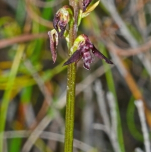 Corunastylis stephensonii at Yerriyong, NSW - 15 Mar 2013