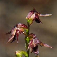 Corunastylis stephensonii at Yerriyong, NSW - suppressed