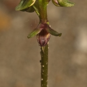 Corunastylis stephensonii at West Nowra, NSW - 2 Mar 2011