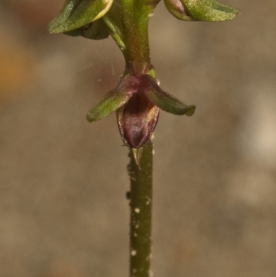 Corunastylis stephensonii (Stephenson's Midge Orchid) at West Nowra, NSW - 2 Mar 2011 by AlanS