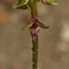 Corunastylis stephensonii (Stephenson's Midge Orchid) at West Nowra, NSW - 1 Mar 2011 by AlanS