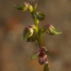 Corunastylis stephensonii at West Nowra, NSW - suppressed