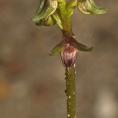 Corunastylis stephensonii at West Nowra, NSW - suppressed