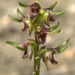 Corunastylis stephensonii (Stephenson's Midge Orchid) at West Nowra, NSW - 4 Mar 2011 by AlanS