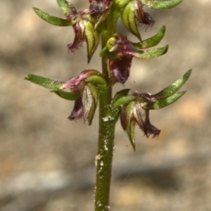 Corunastylis stephensonii at West Nowra, NSW - suppressed