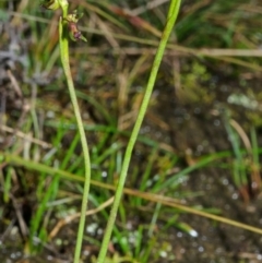 Corunastylis stephensonii (Stephenson's Midge Orchid) at Tianjara, NSW - 11 Apr 2014 by AlanS