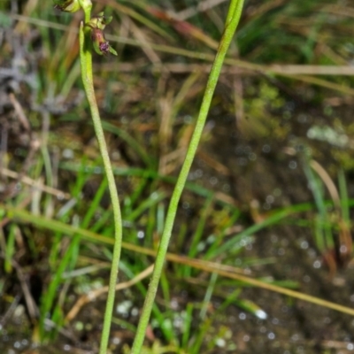 Corunastylis stephensonii (Stephenson's Midge Orchid) at Tianjara, NSW - 11 Apr 2014 by AlanS