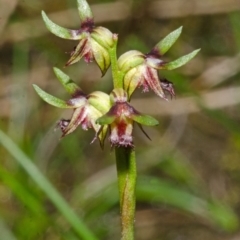 Corunastylis stephensonii at Tianjara, NSW - suppressed
