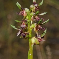 Corunastylis stephensonii at Tianjara, NSW - suppressed