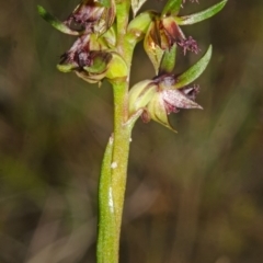 Corunastylis stephensonii at Tianjara, NSW - suppressed