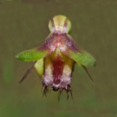 Corunastylis stephensonii at Tianjara, NSW - suppressed
