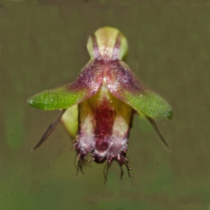 Corunastylis stephensonii at Tianjara, NSW - suppressed